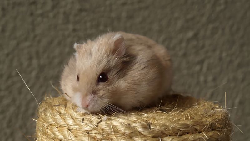 alone hamster