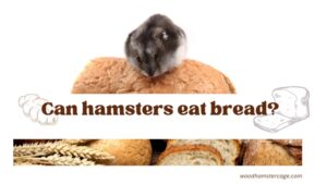 can hasmters eat bread