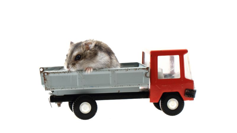 hamster in a toy car