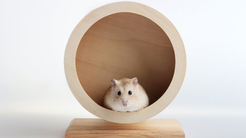 hamster in tunnel