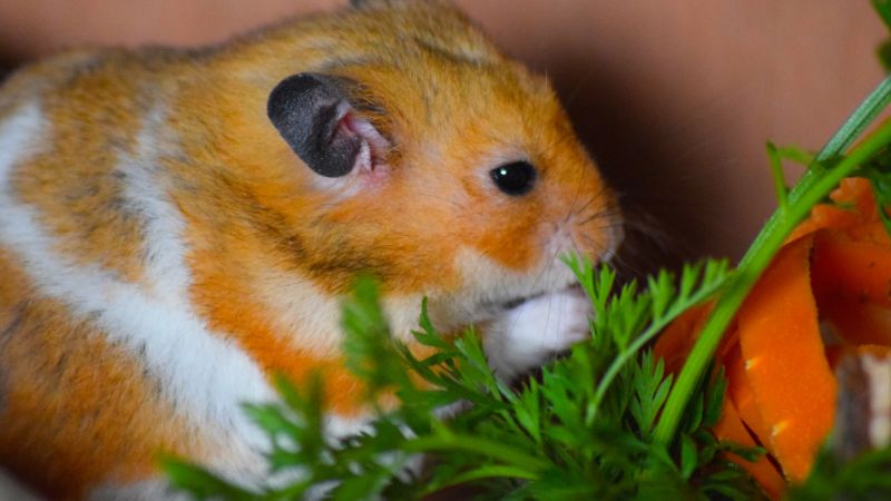 hamster is eating carrot