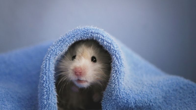 a shivering hamster covered with quilt