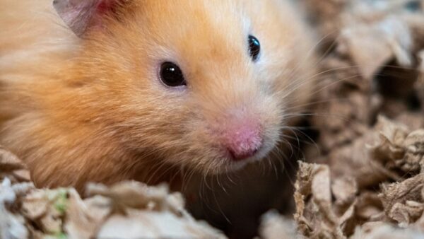 DIY Hamster Cage: Essential Safety Considerations