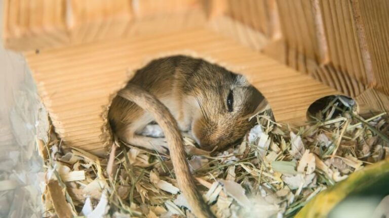 Picture of How To Prevent Wear and Tear in Your Hamster Cage – A Comprehensive Guide