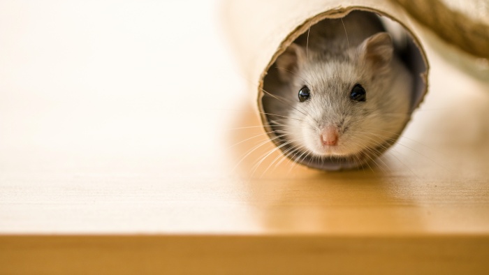 hamster in the tube