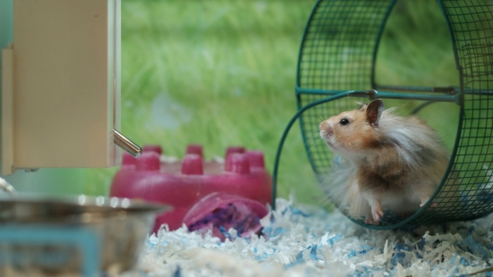 a hamster is playing in the cage