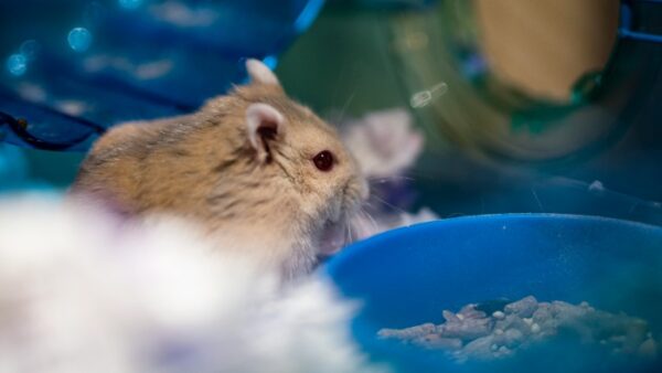 View of How To Make A Natural Hamster Habitat