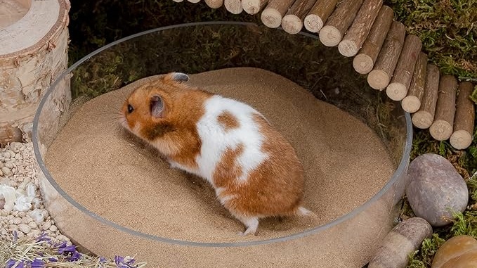 a hamster is bathing by sands